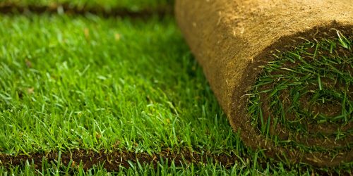 Sod Installation, Sod Installer, New Sod, Sod Company, Sod Contractor Sod Installation, Sod Installer, New Sod, Sod Company, Sod Contractor
